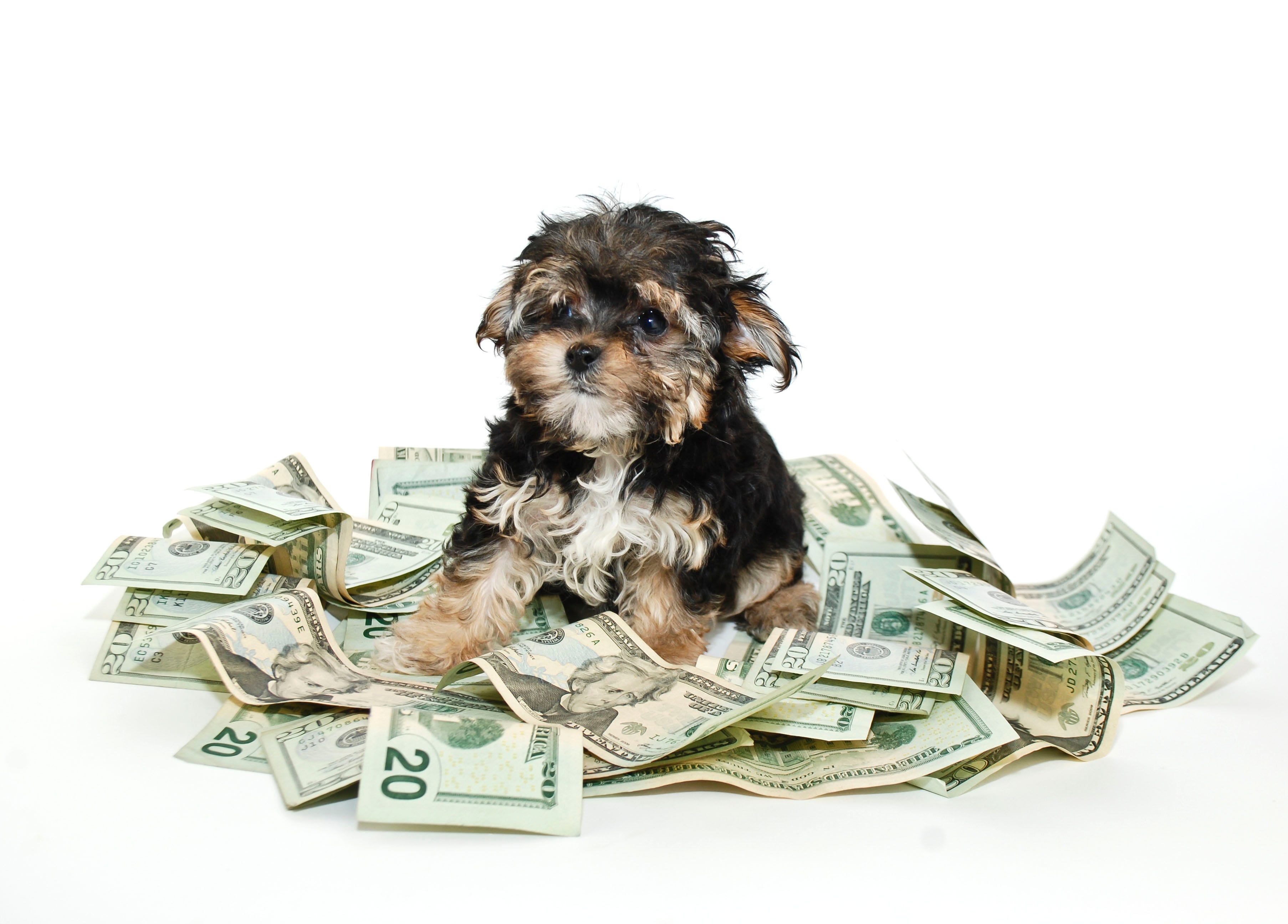 cost of dog ownership by breed